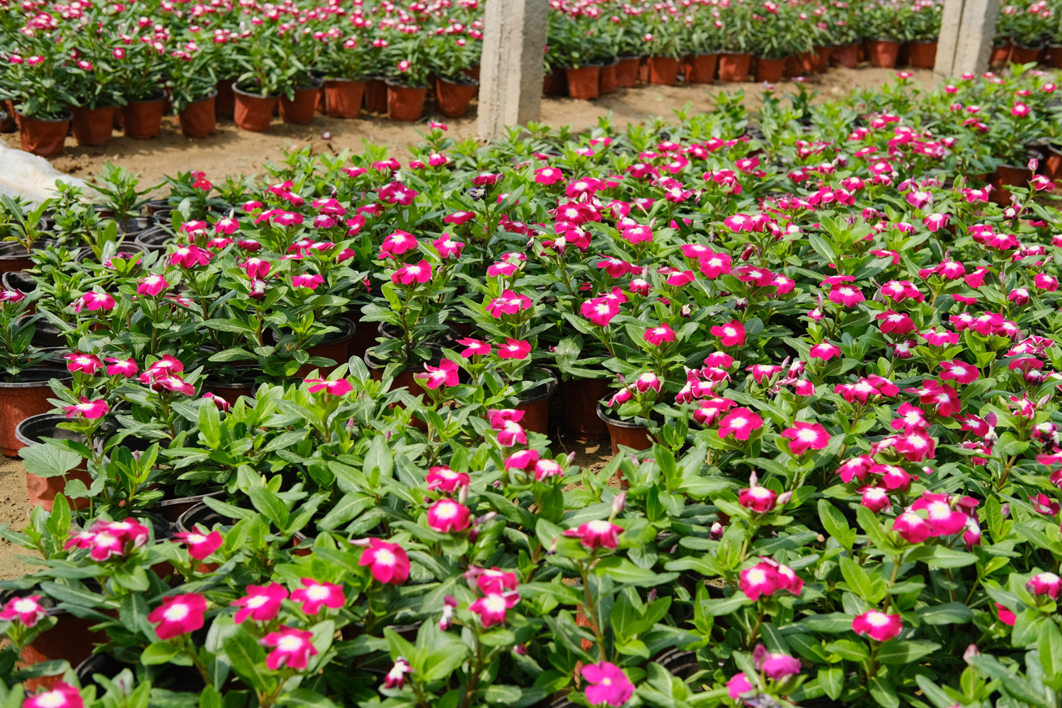 Madagascar rosy periwinkle