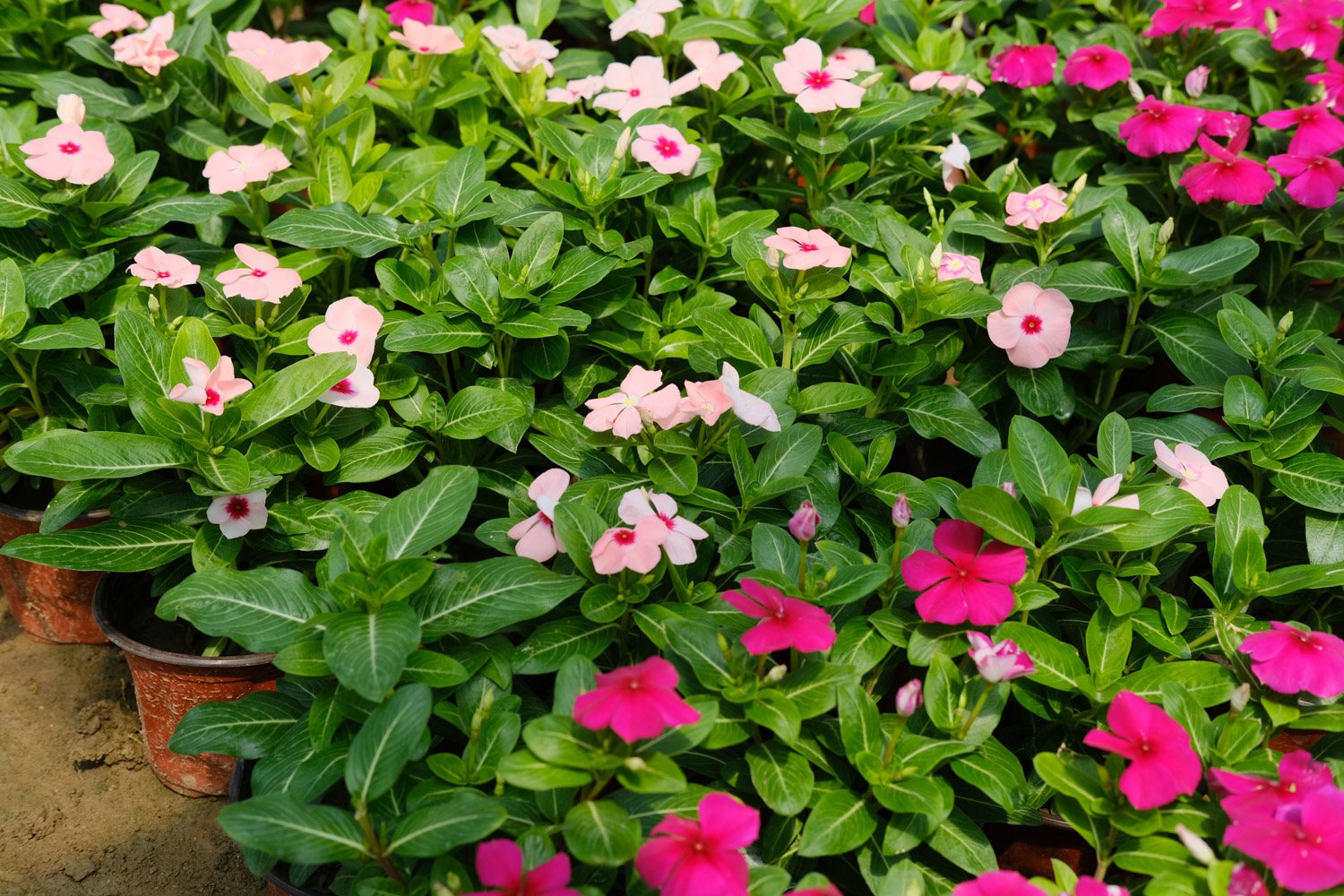 Madagascar rosy periwinkle