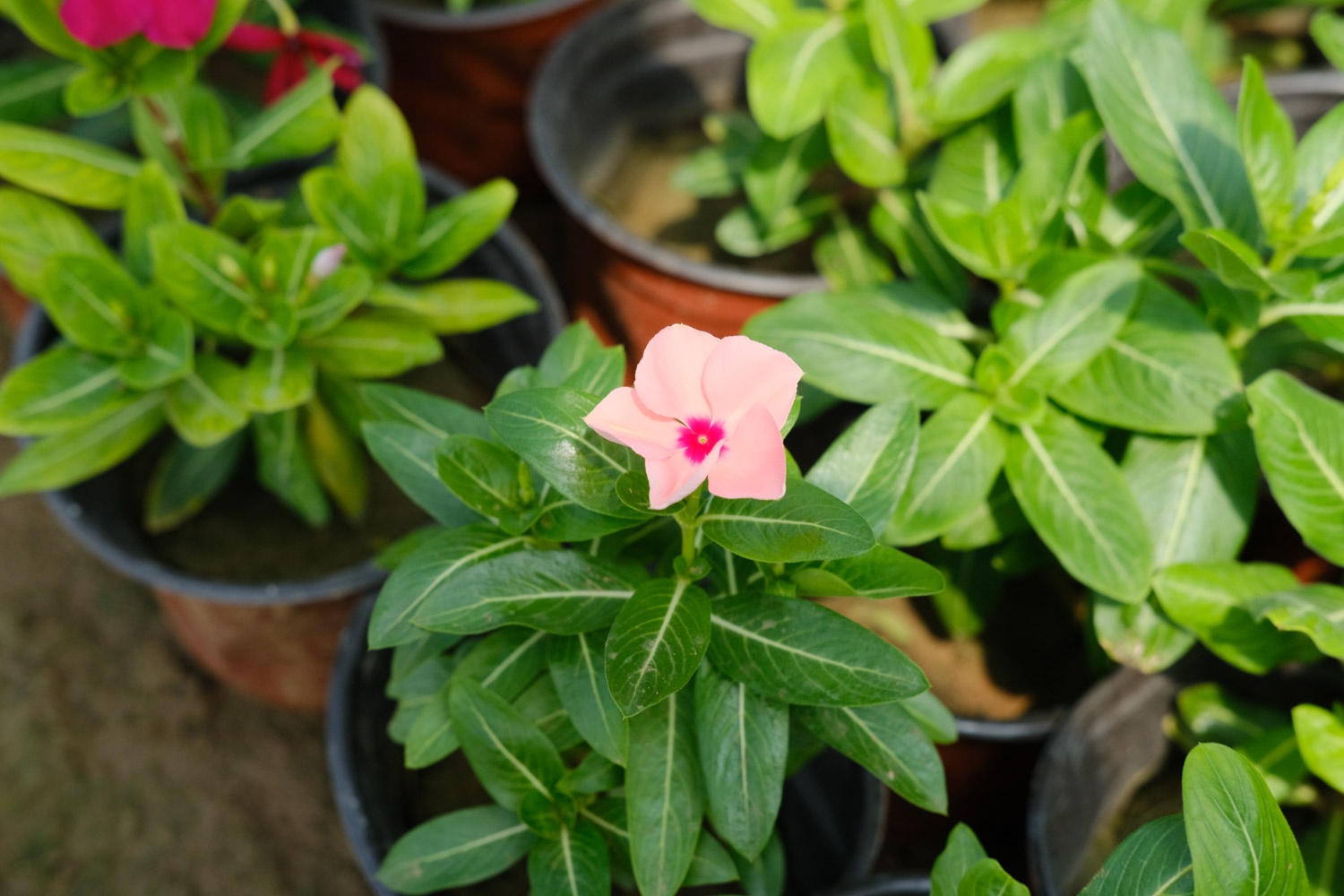 Madagascar rosy periwinkle