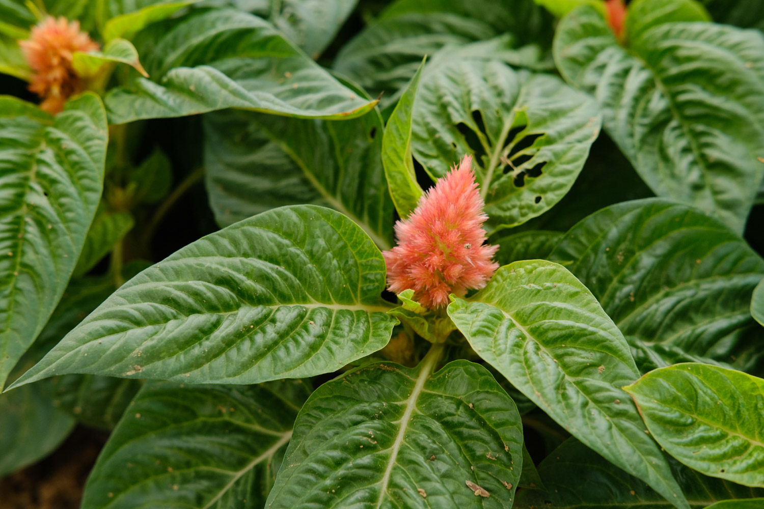 Celosia