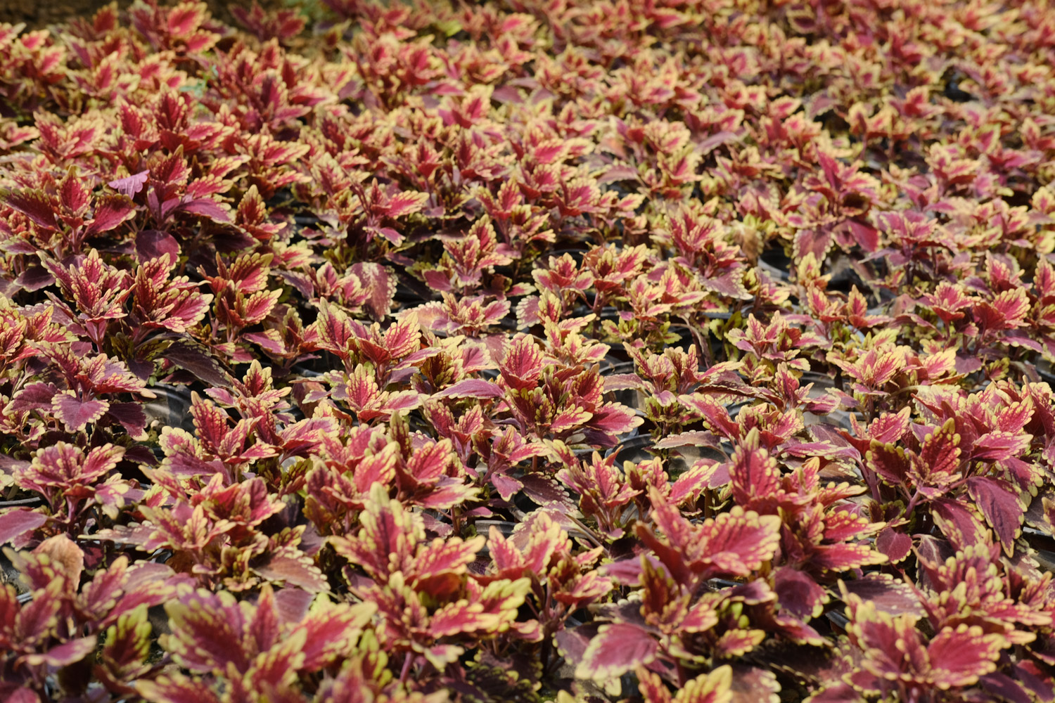 Coleus