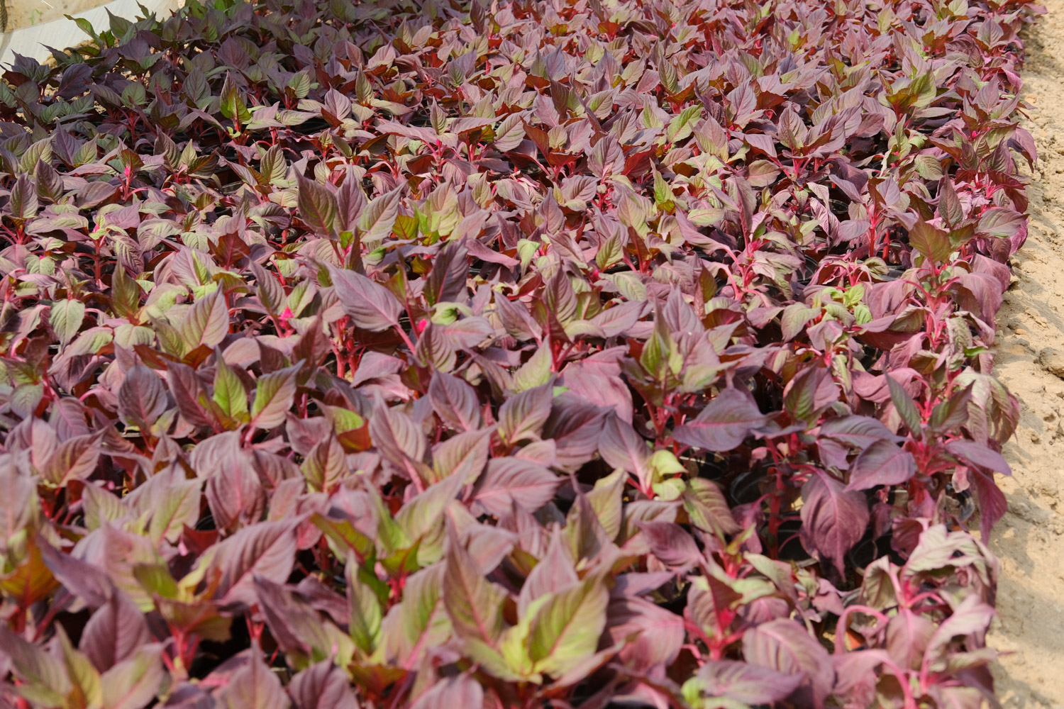 Coleus