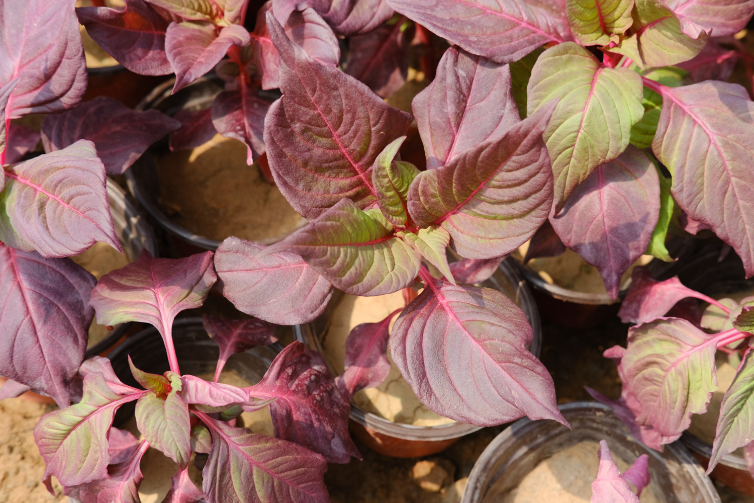 Coleus