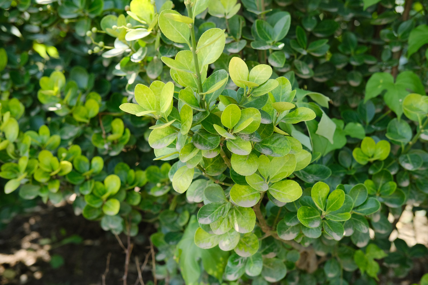 Boxwood