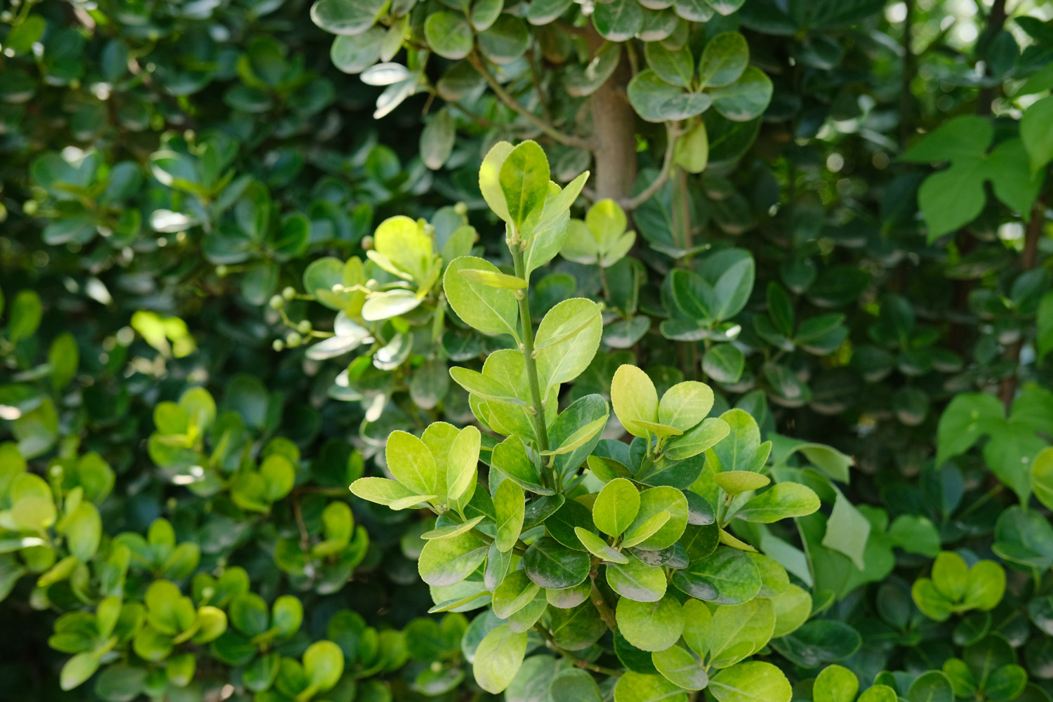 Boxwood