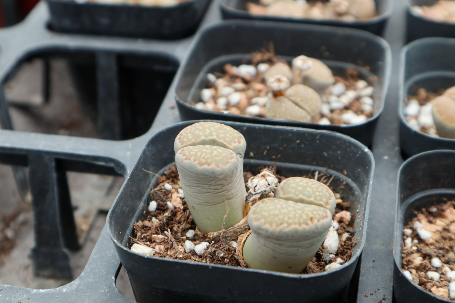 Lithops