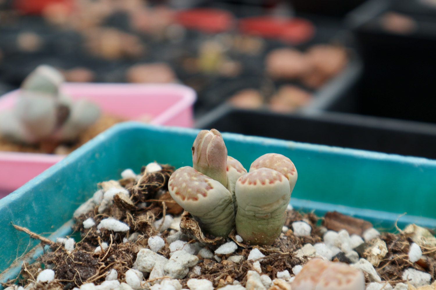 Lithops