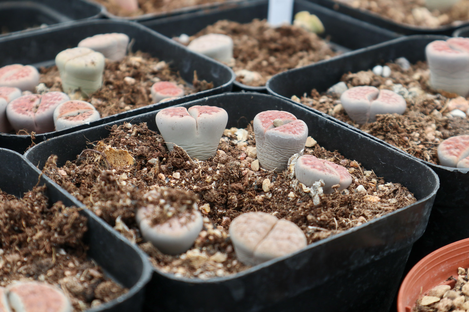 Lithops