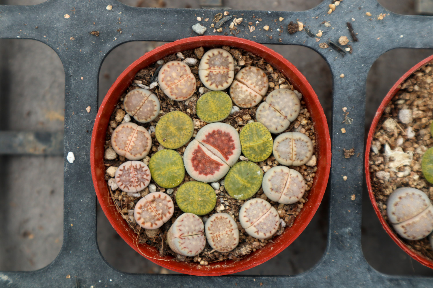 Lithops