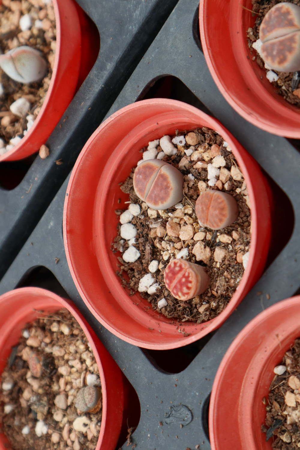 Lithops