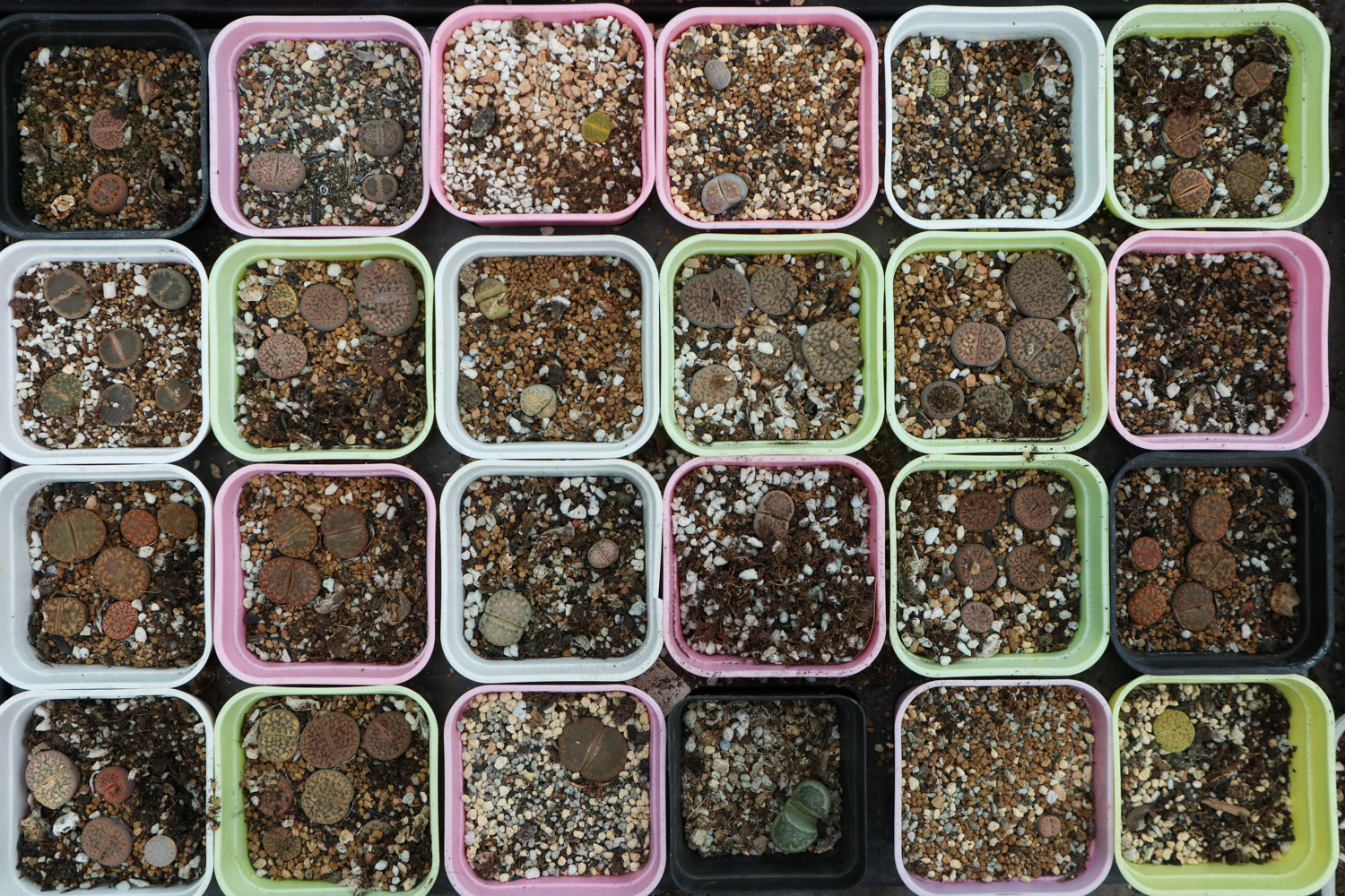 Lithops