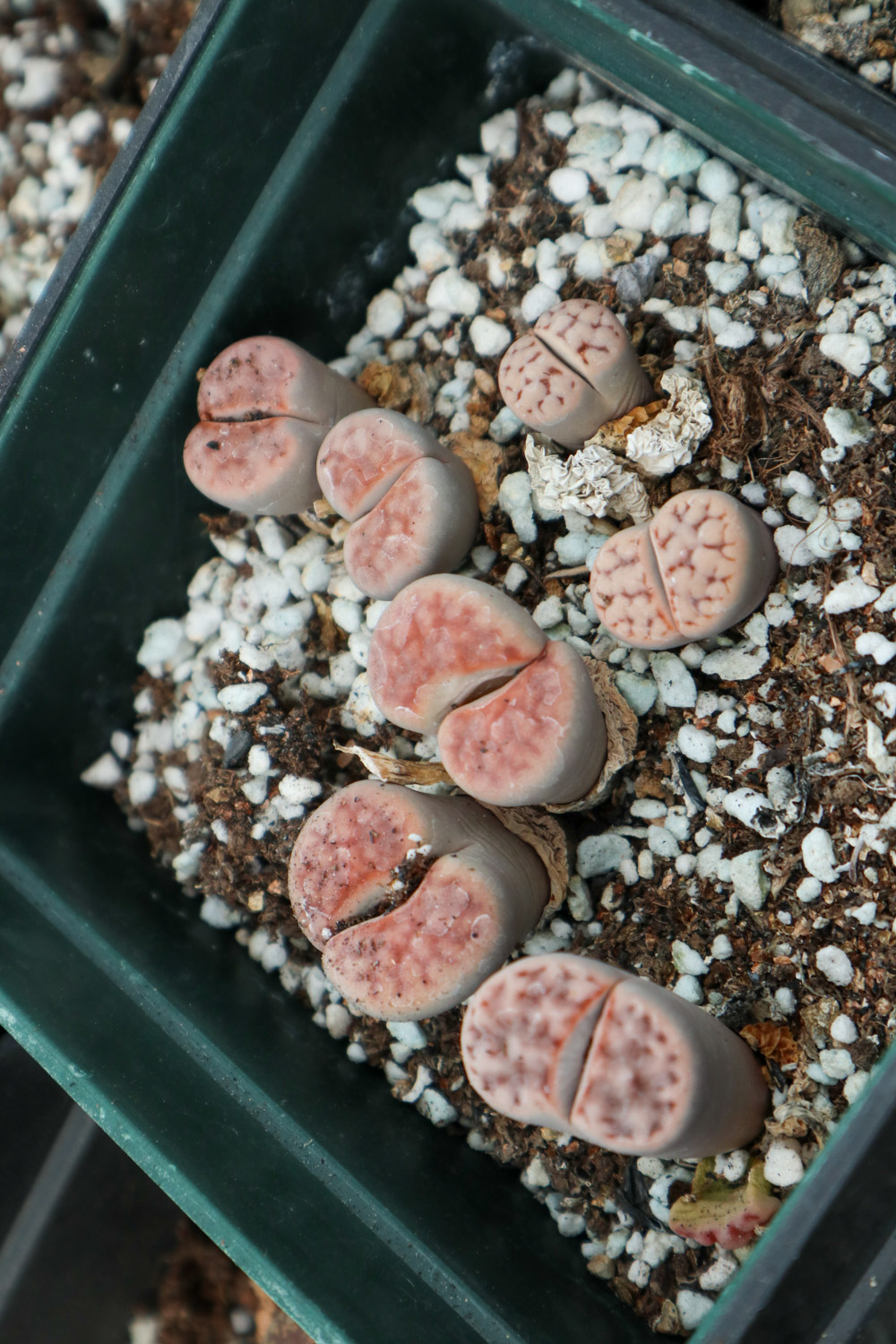 Lithops