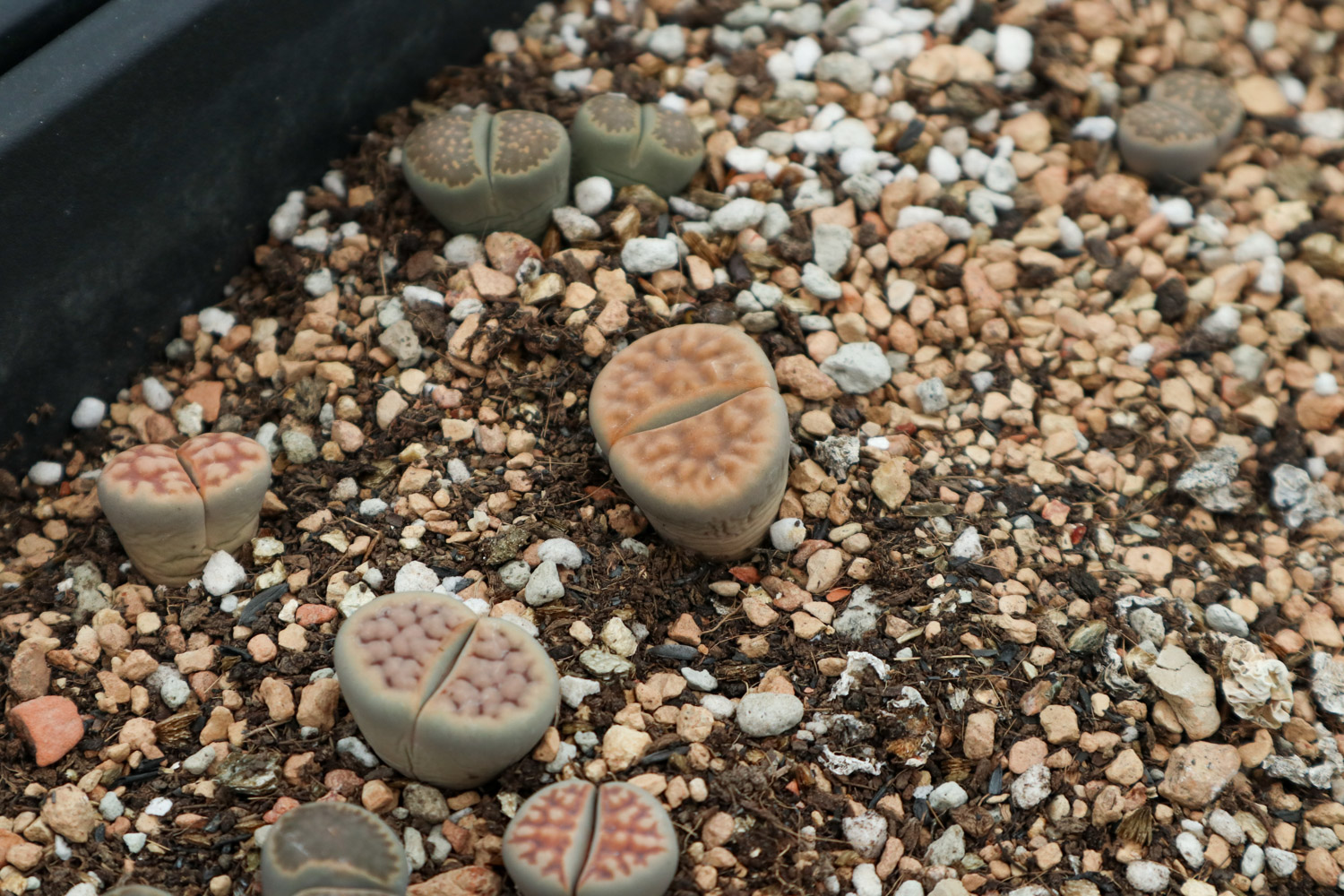 Lithops