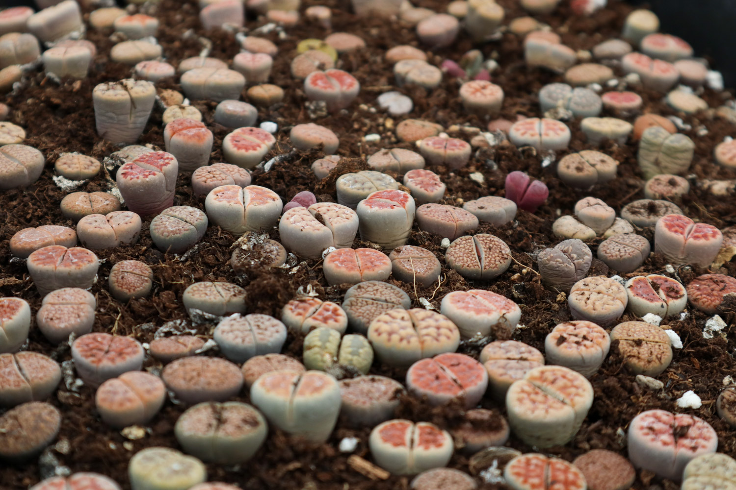 Lithops