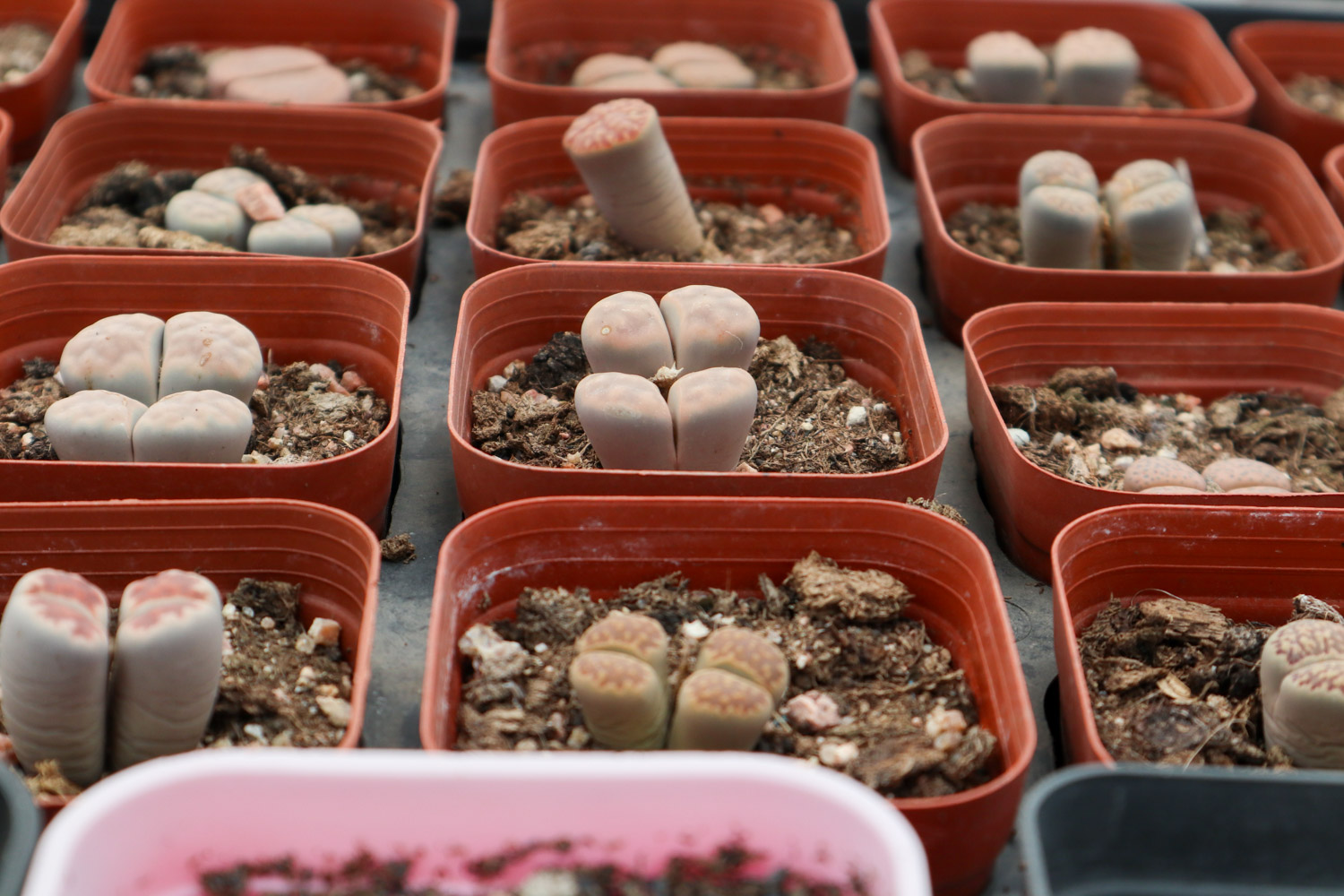 Lithops