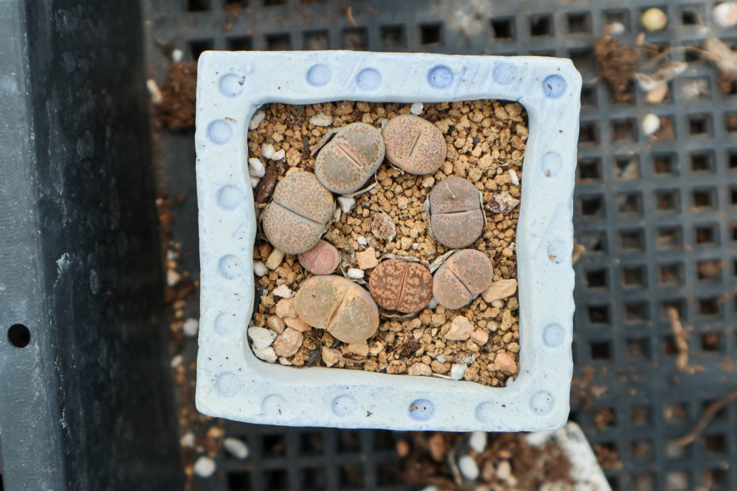 Lithops