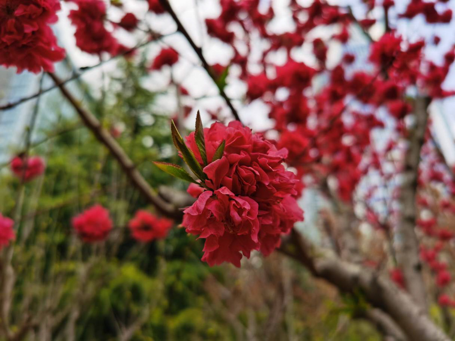 flowering peach