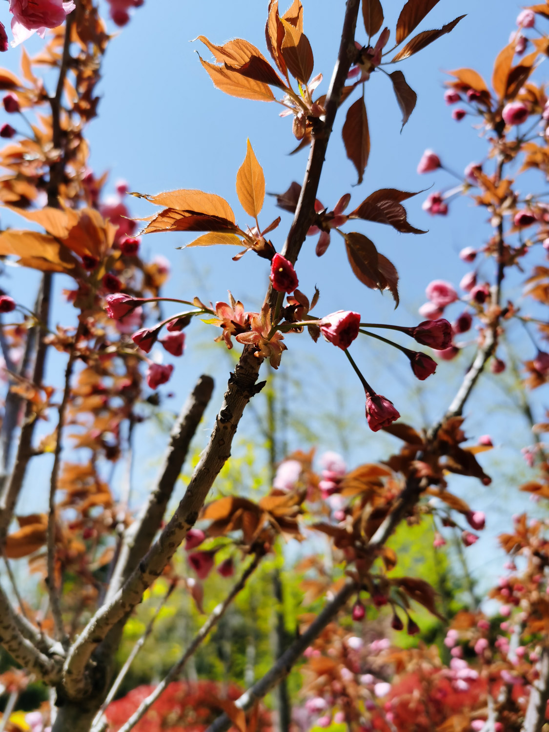 cherry blossoms