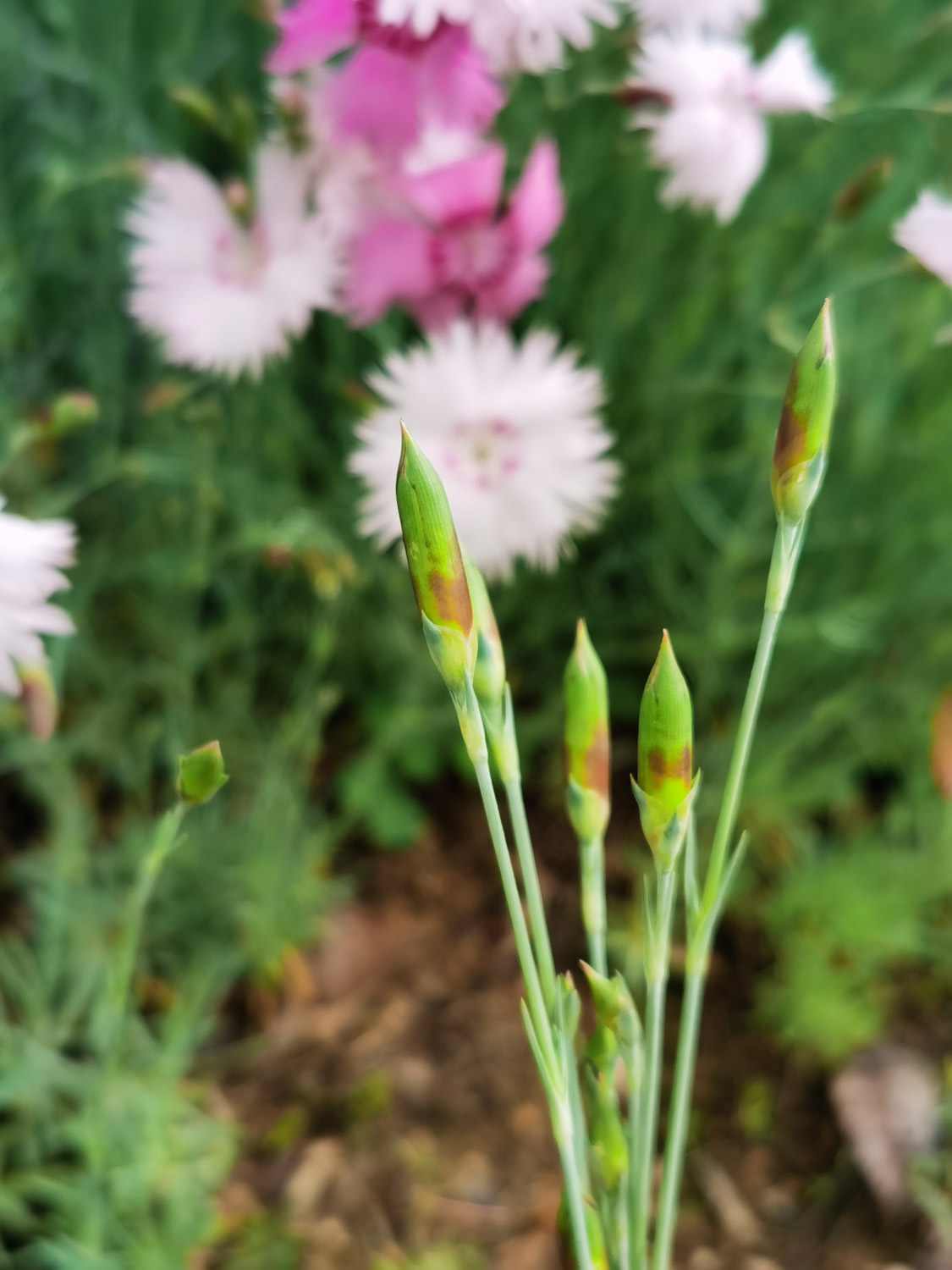 dianthus