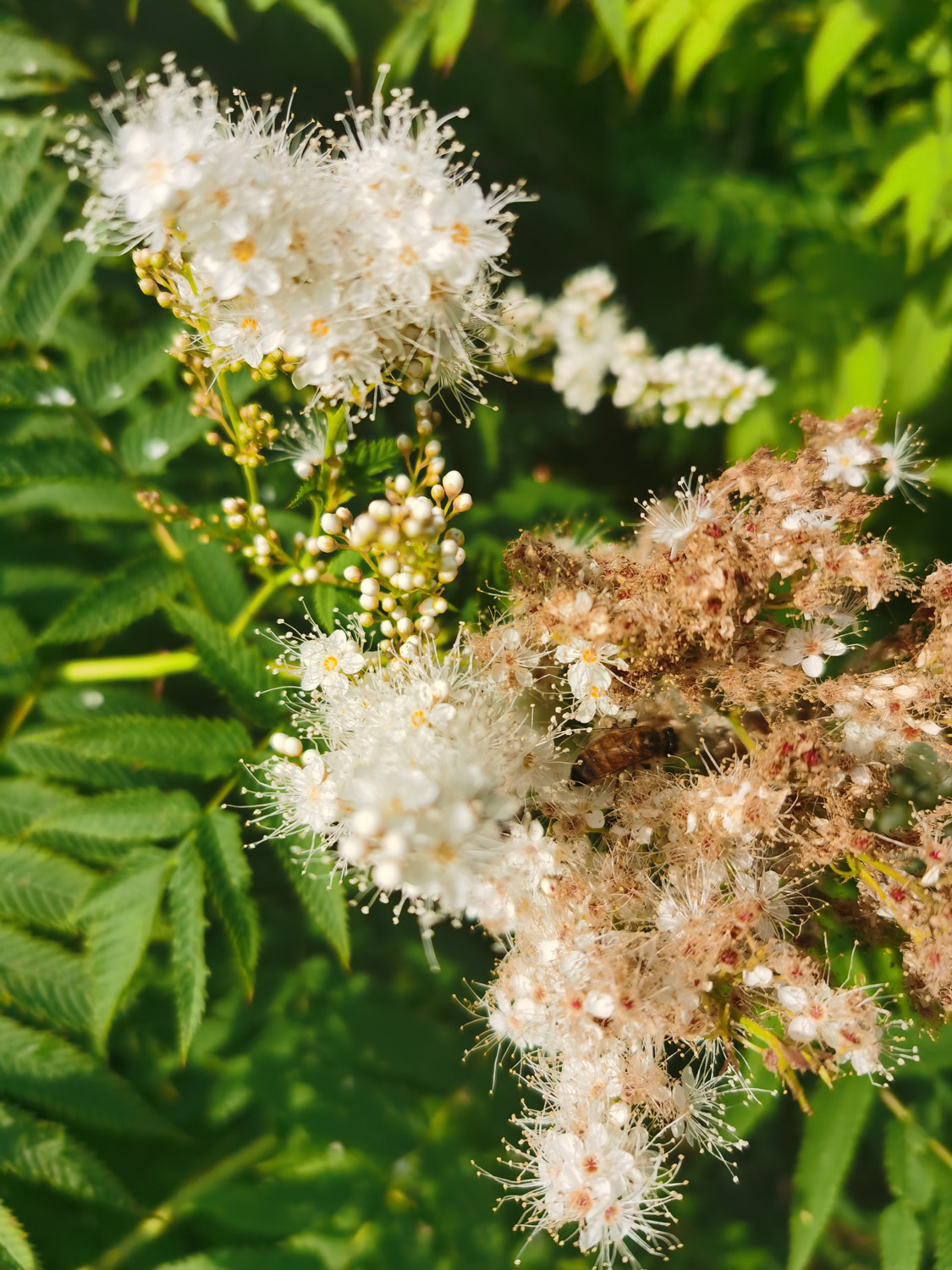 Sorbaria sorbifolia