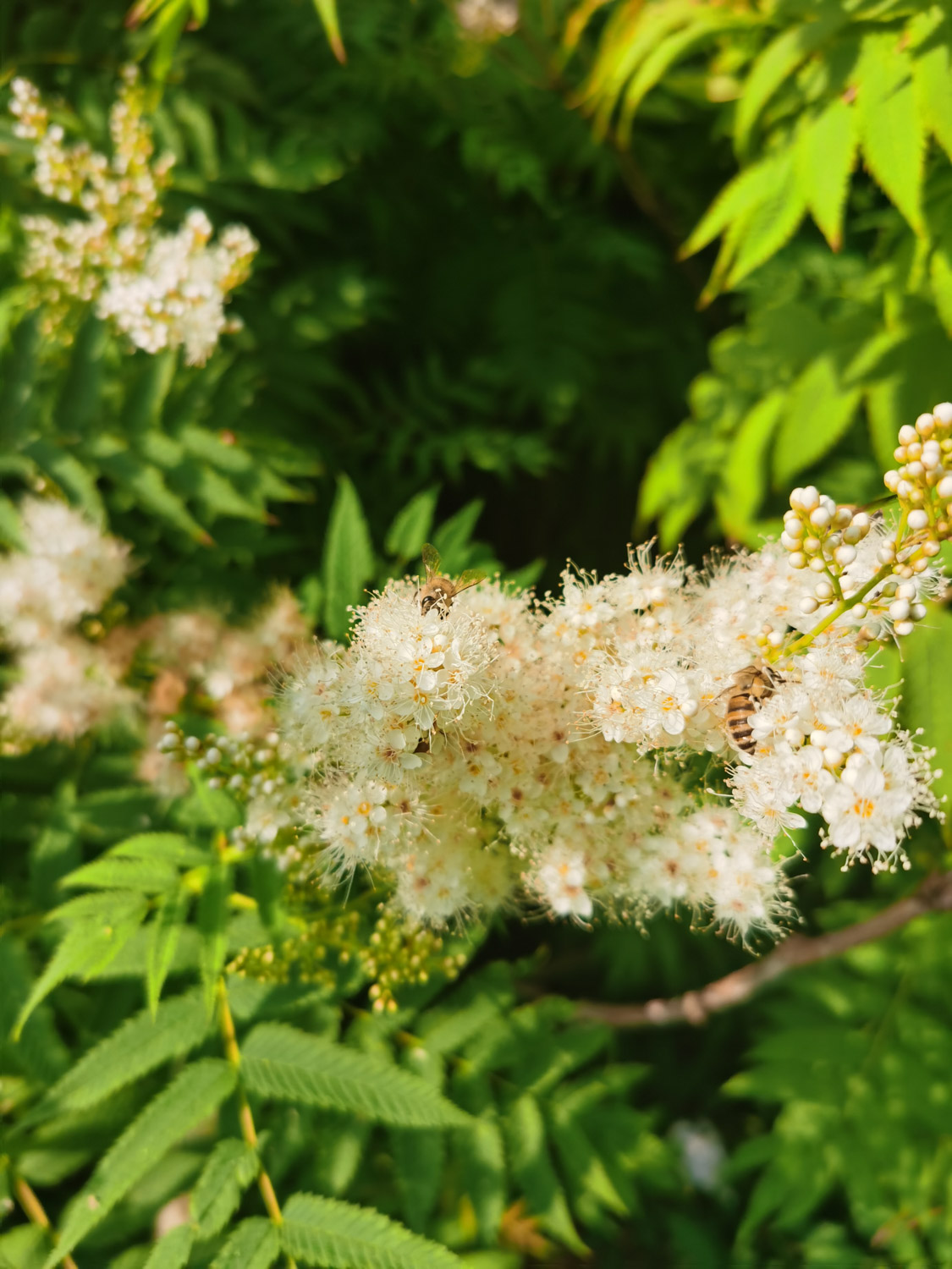 Sorbaria sorbifolia