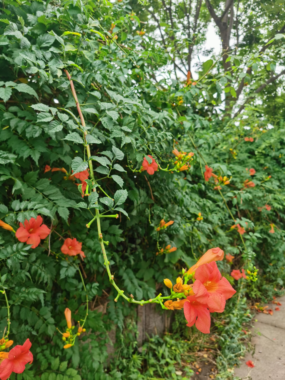 Chinese trumpet creeper