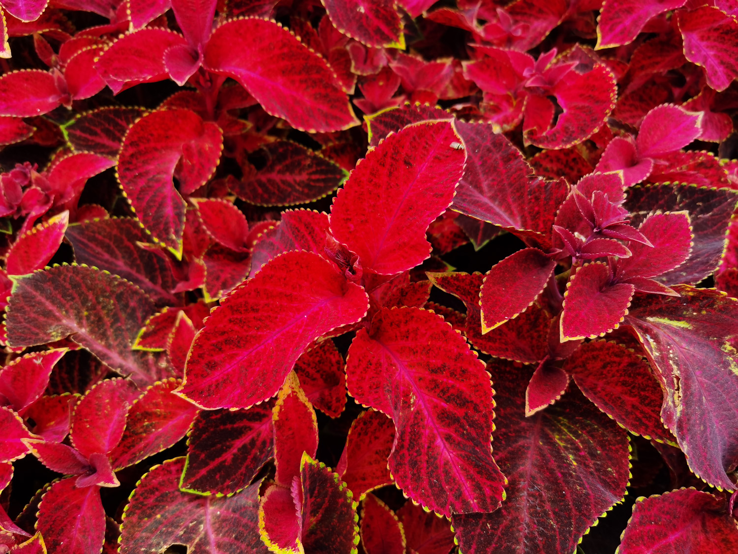 Coleus