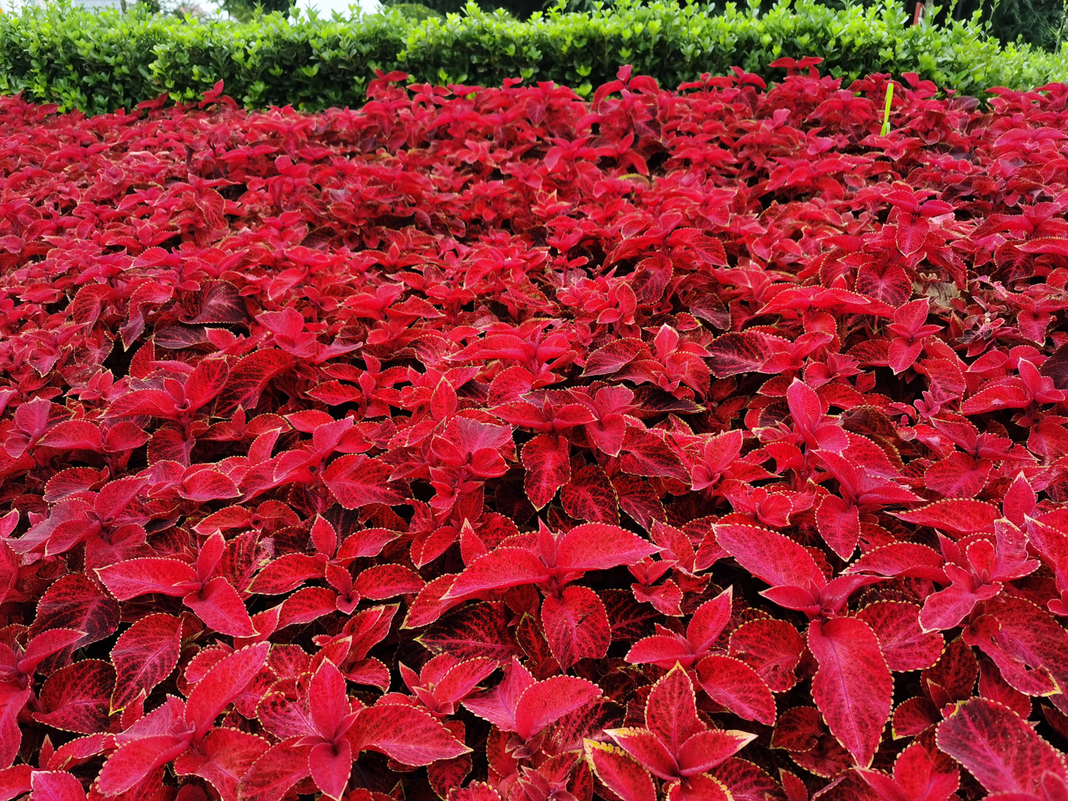 Coleus