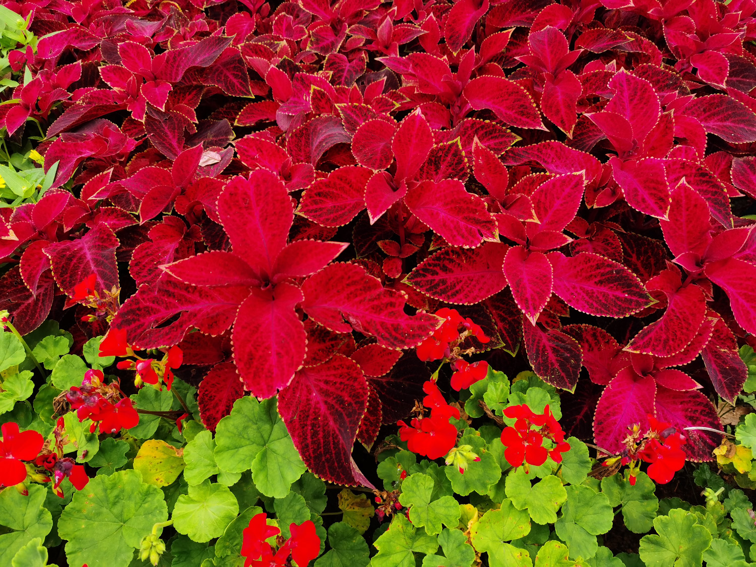 Coleus