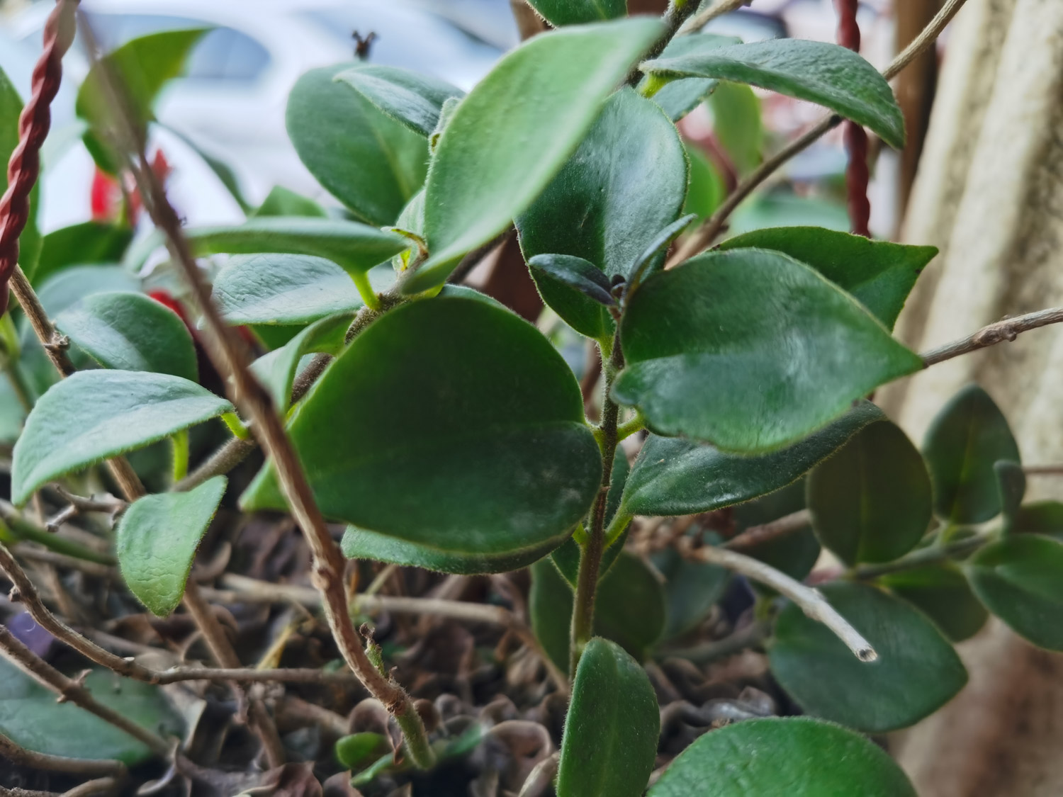 Aeschynanthus pulcher 