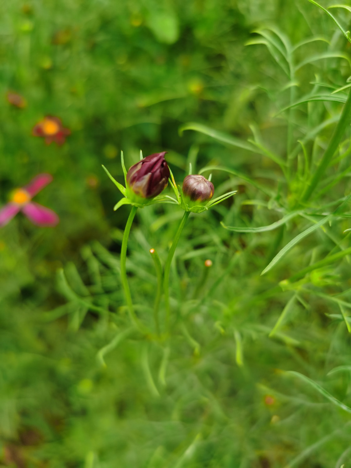 calliopsis