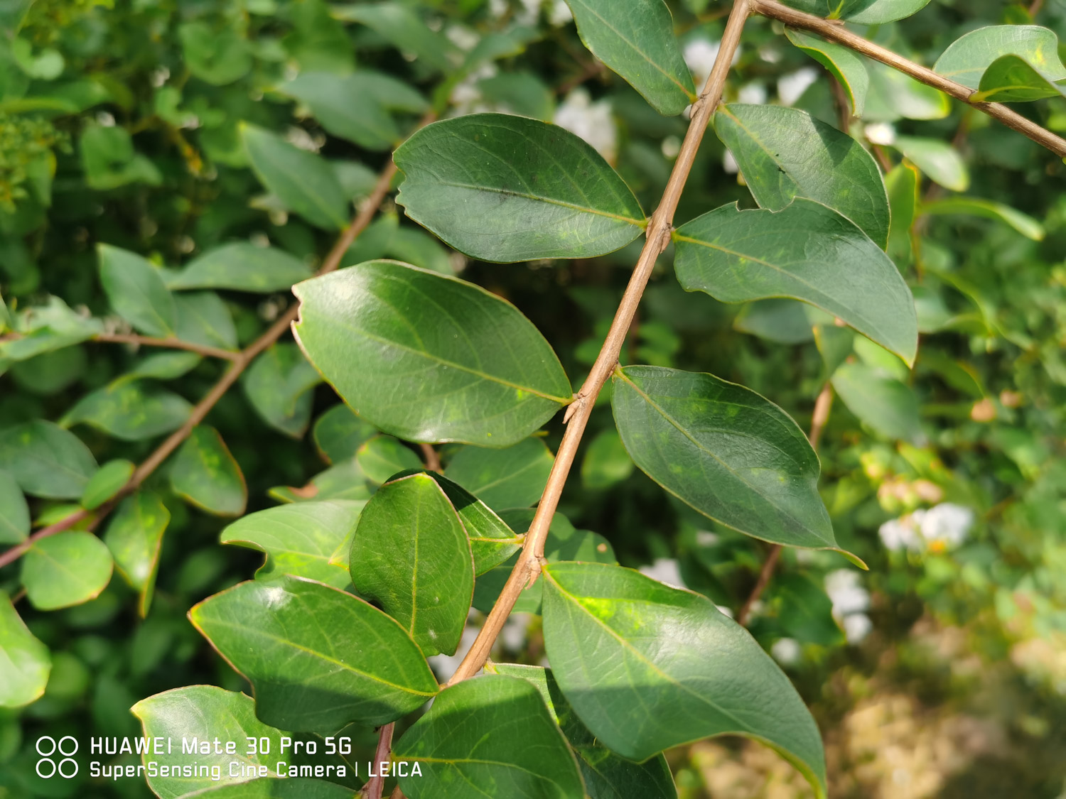 Crape myrtle