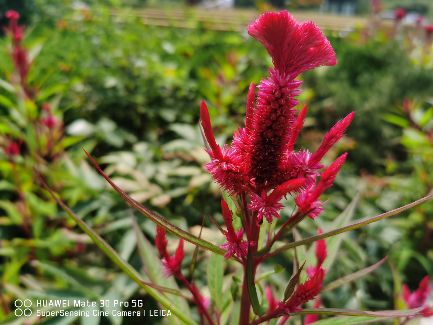 Celosia