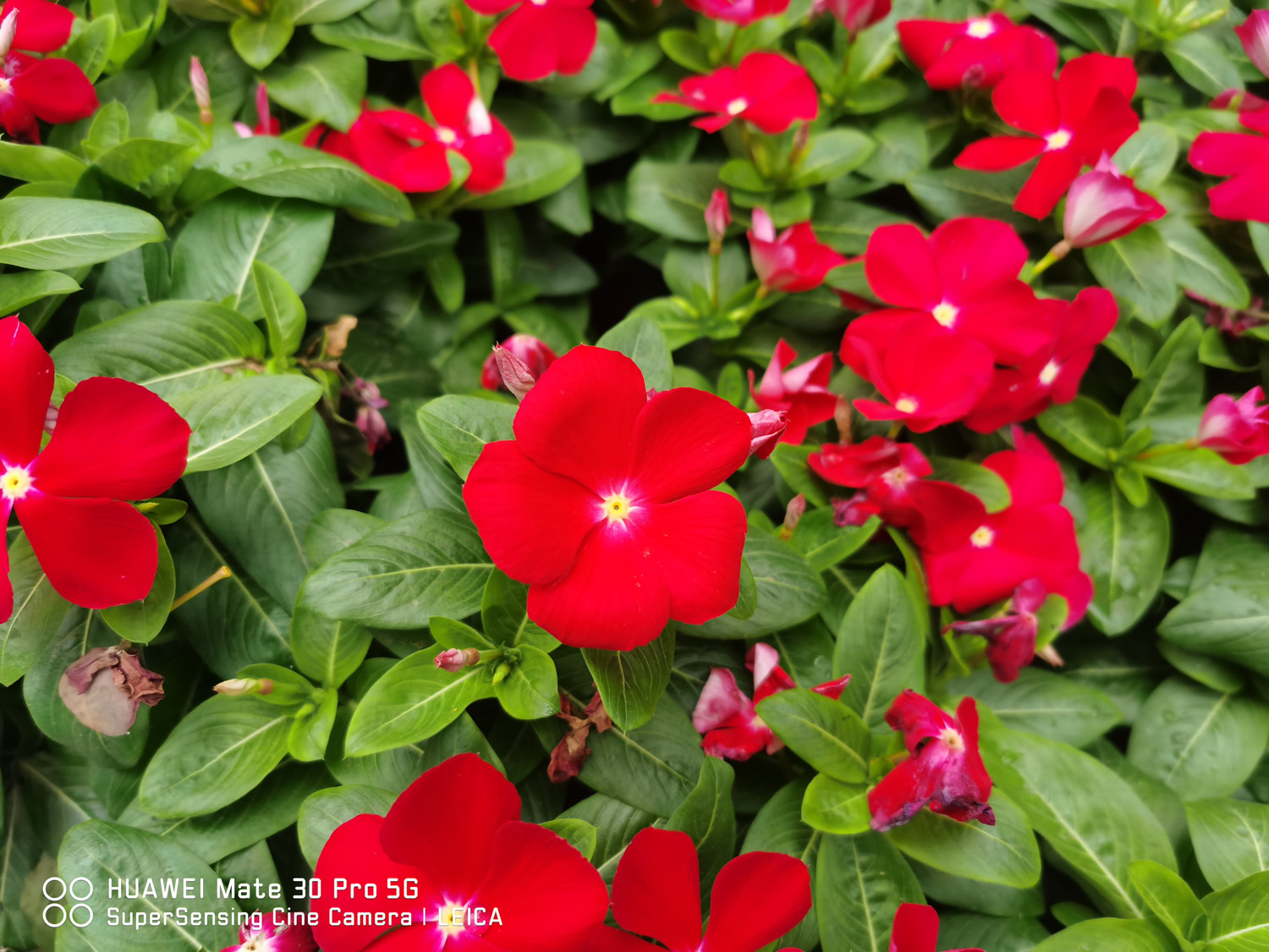 Madagascar rosy periwinkle