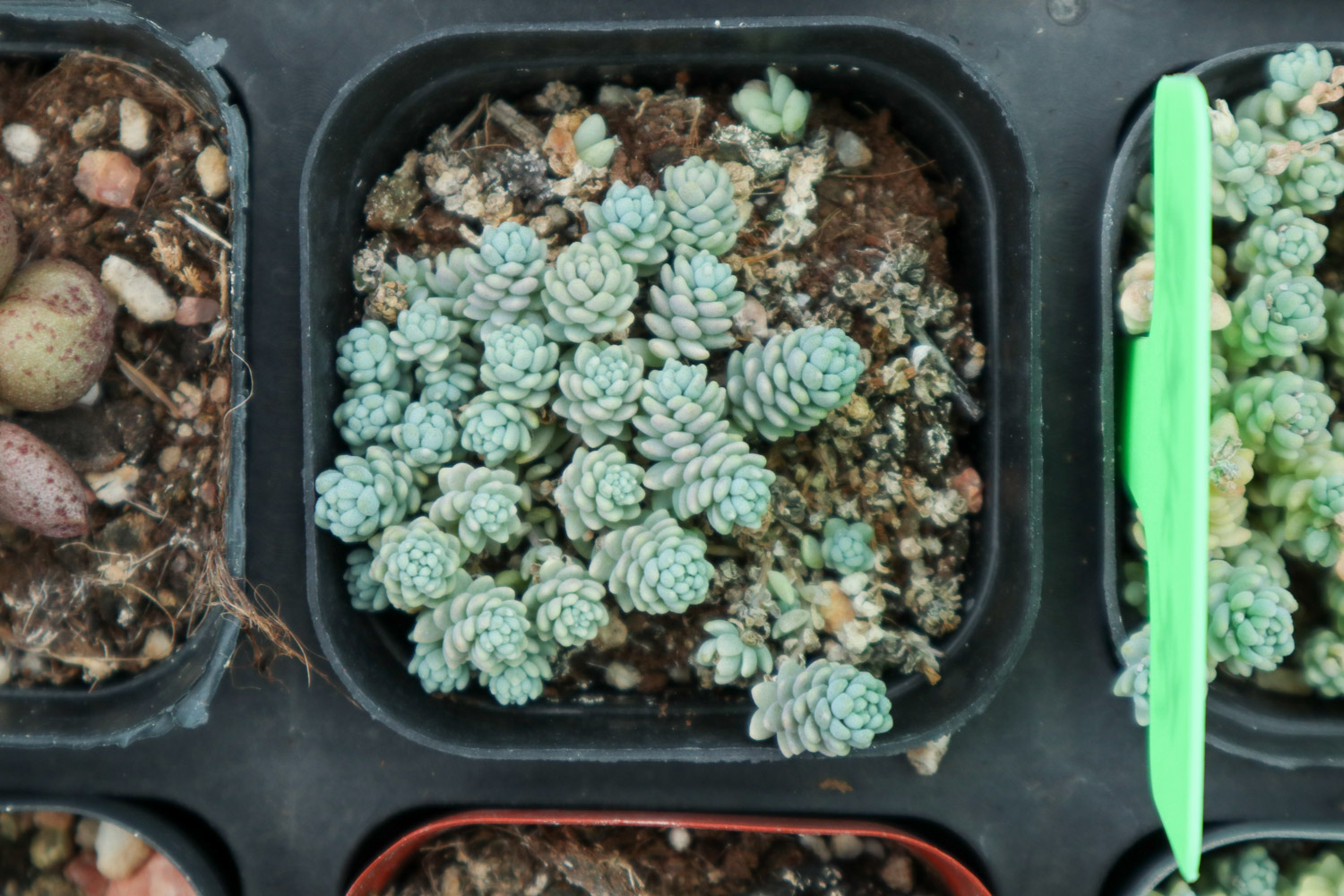 Sedum dasyphyllum 