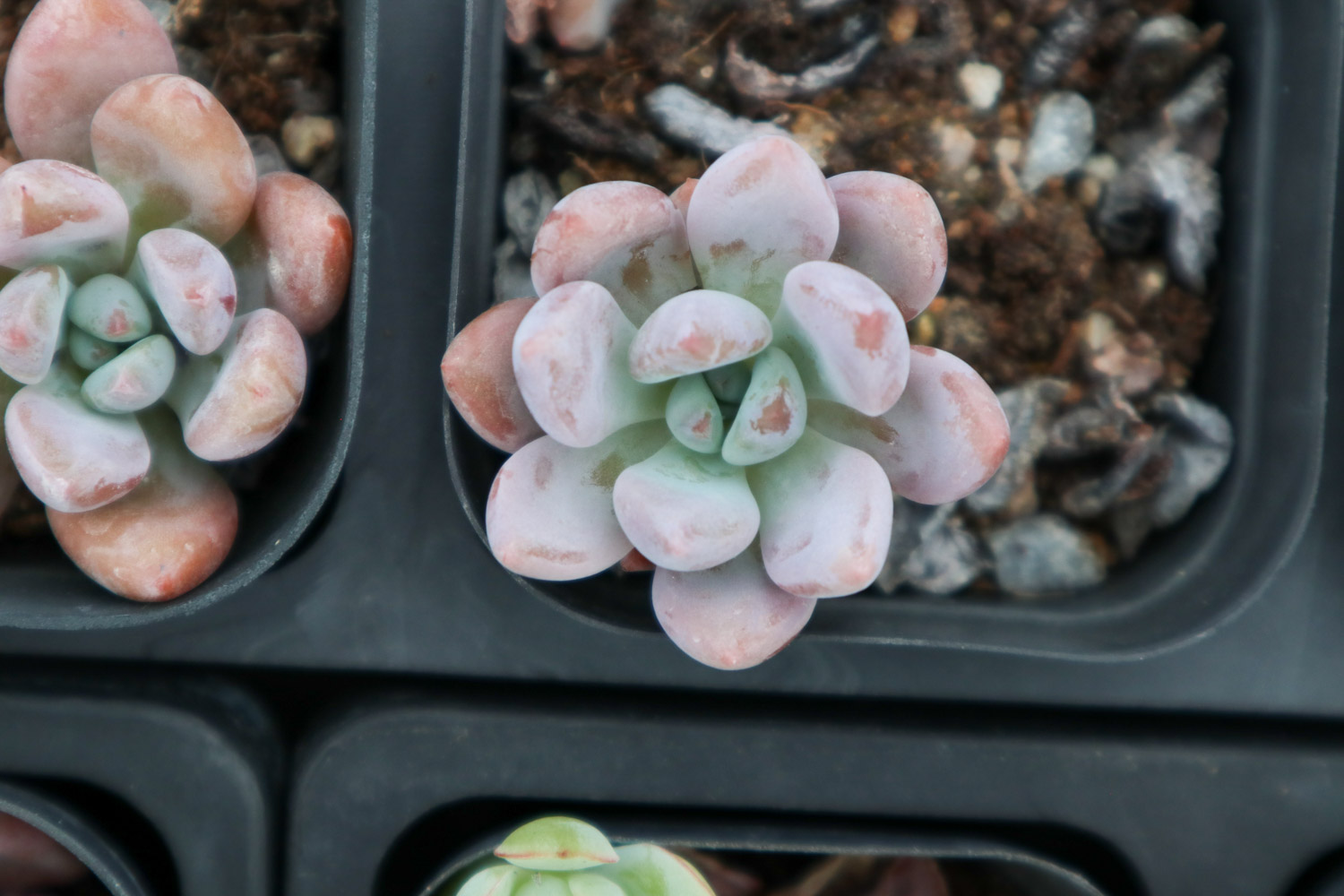 Graptoveria Opalina 