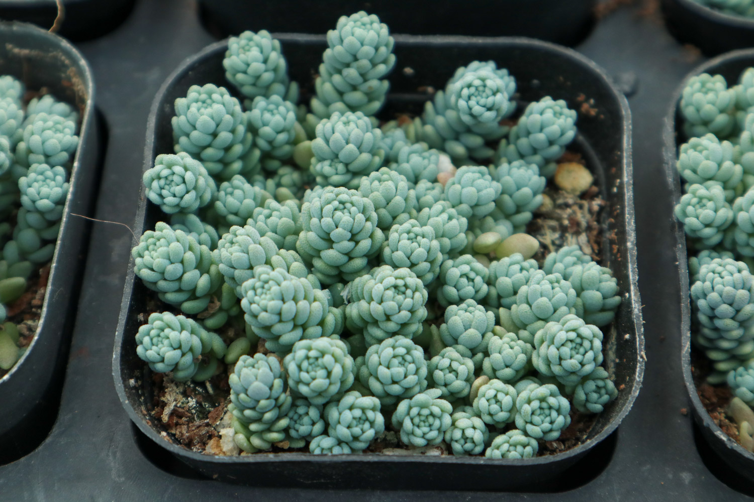 Sedum dasyphyllum 