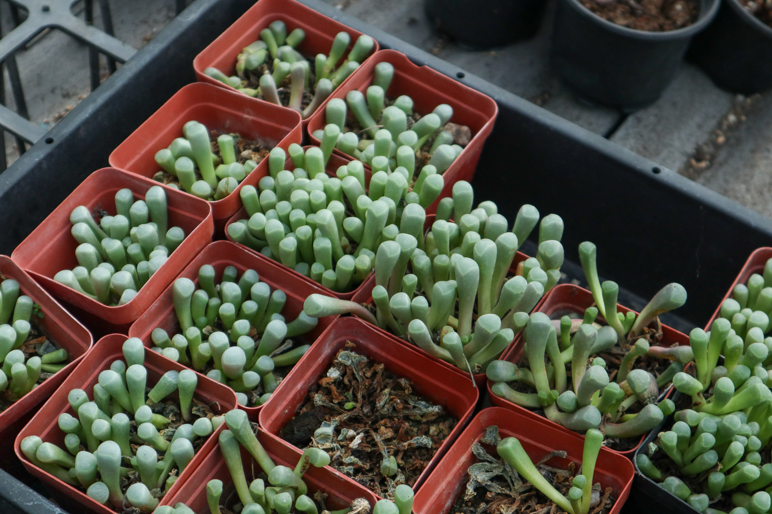 Fenestraria aurantiaca 