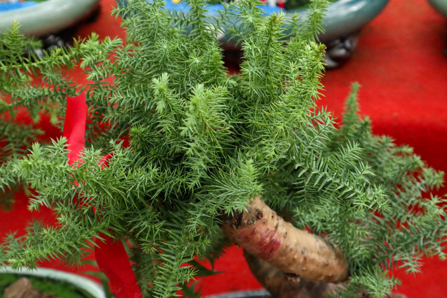 Australian fir