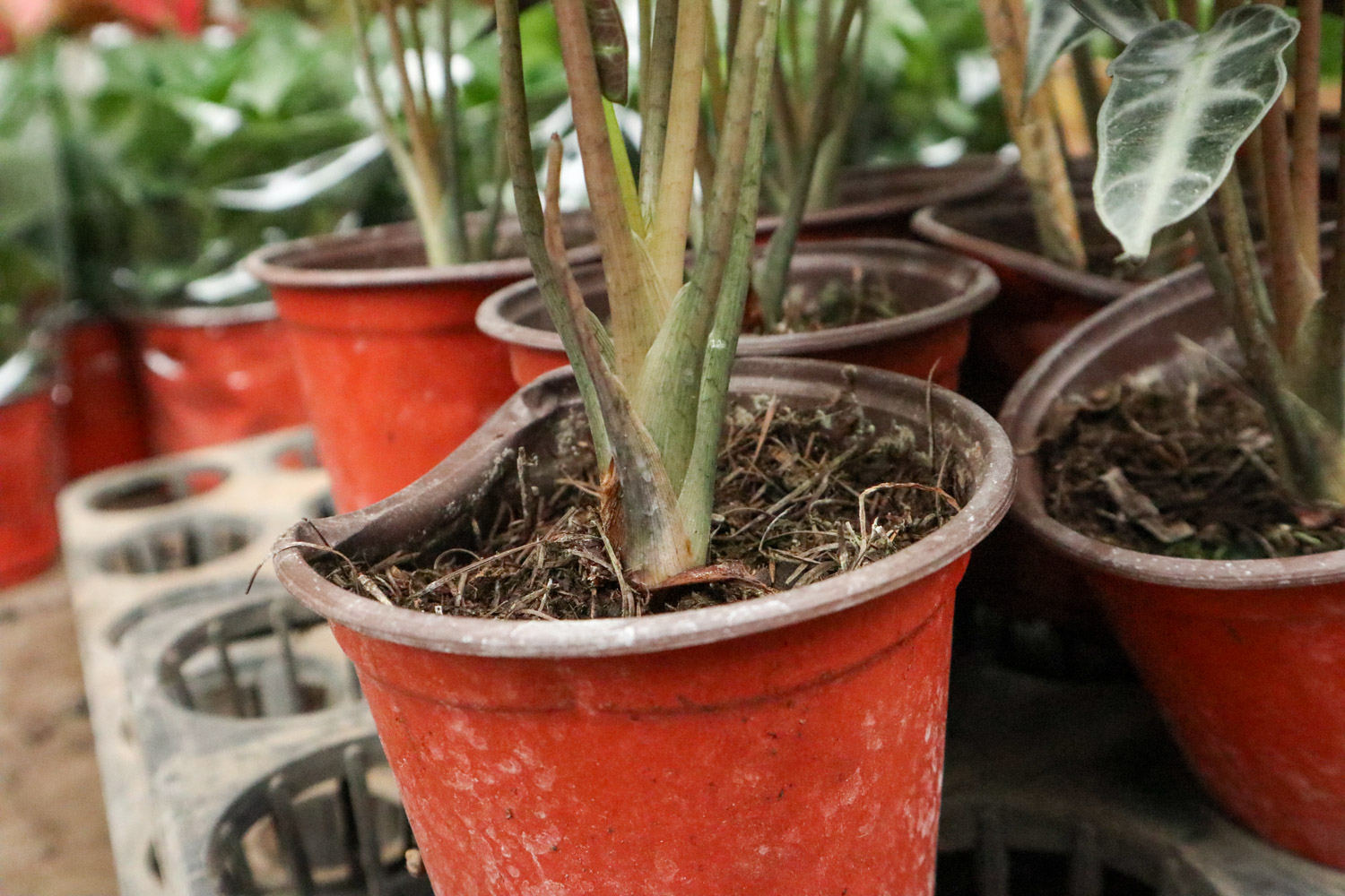 Alocasia xamazonica 