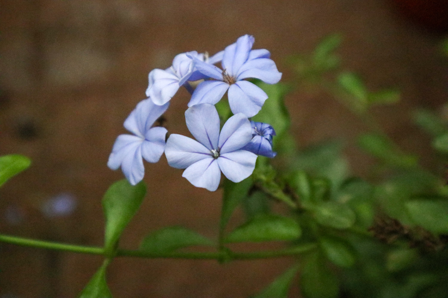 Plumbago Auriculata