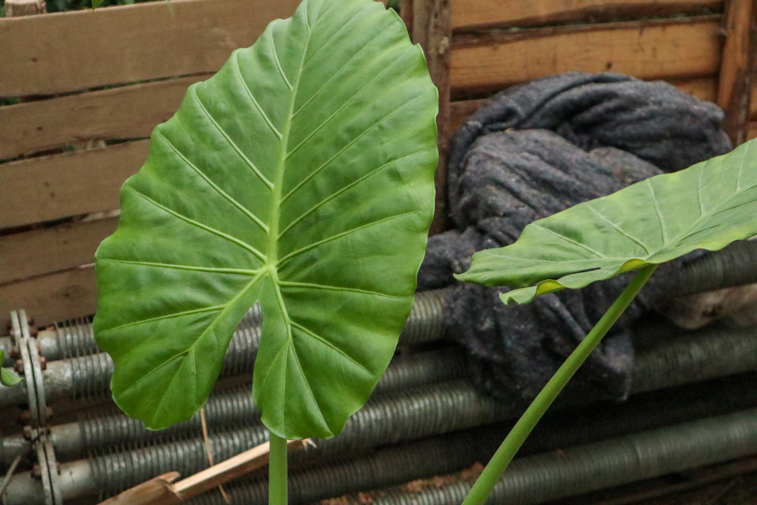 Alocasia macrorrhiza