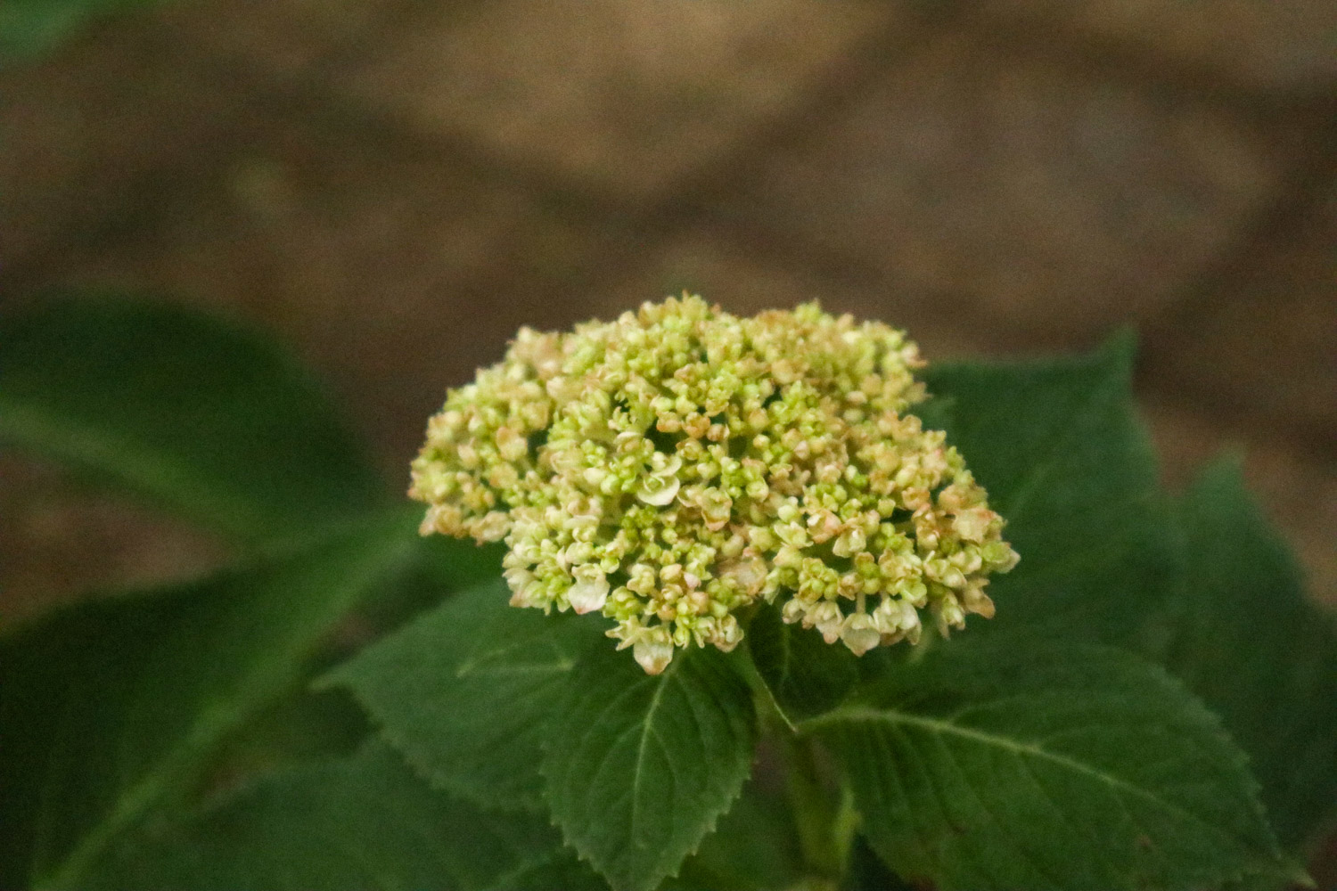 hydrangea