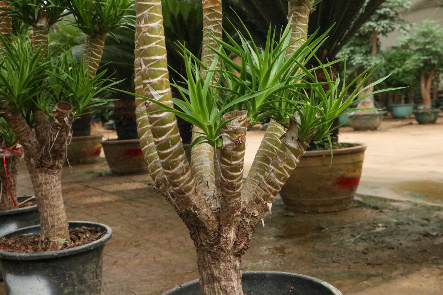 Dragon blood tree