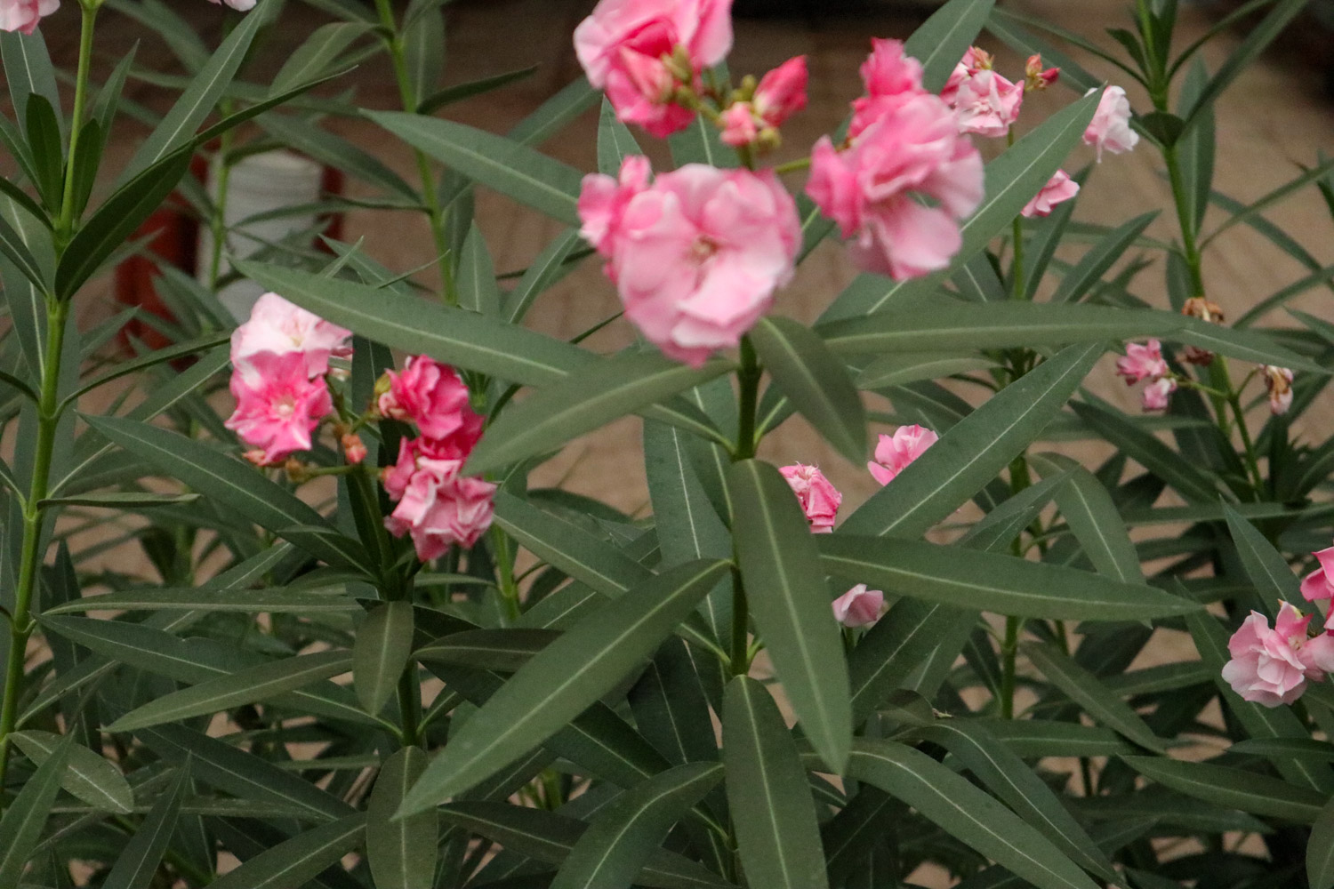 Nerium oleander