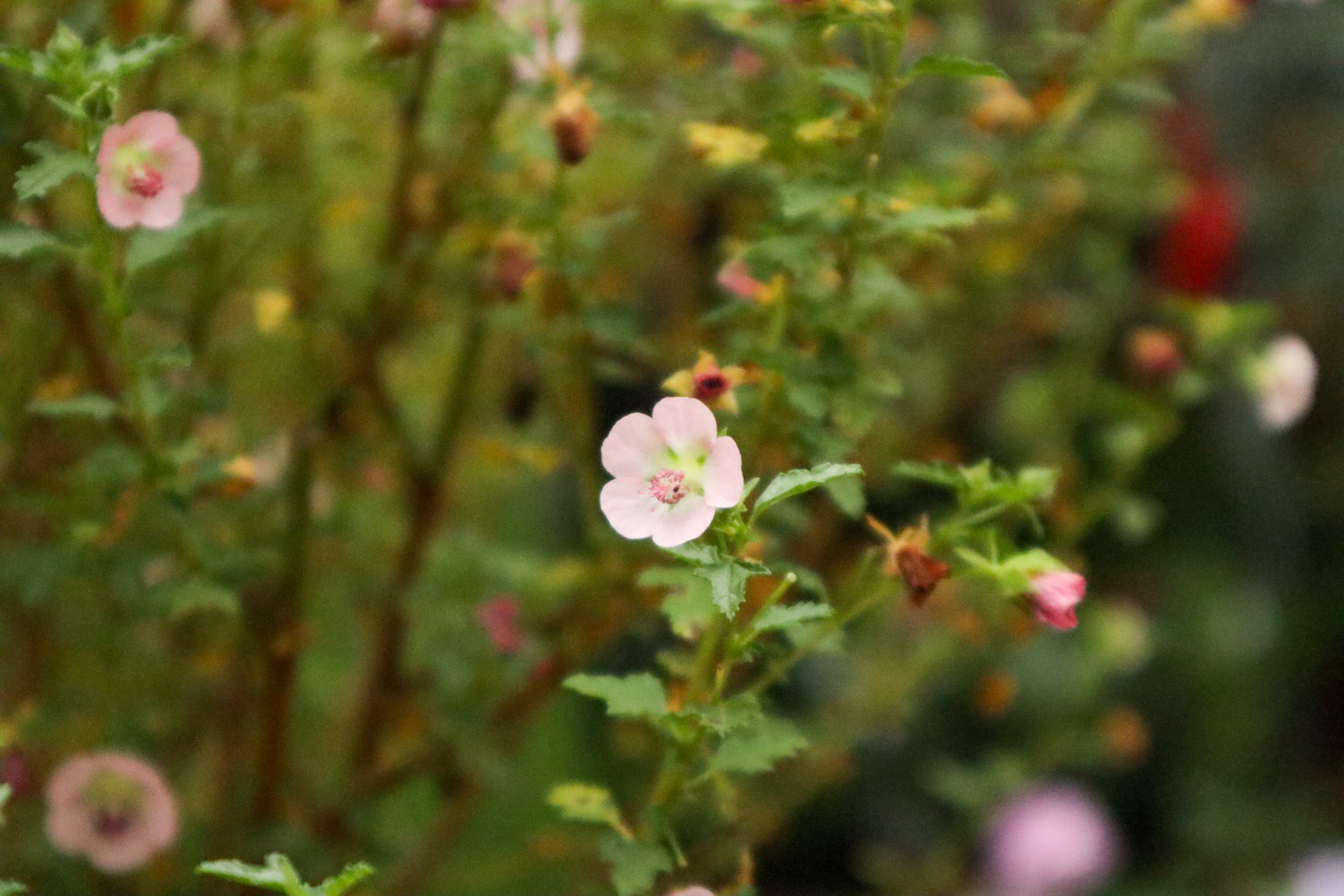 Hibiscus minor