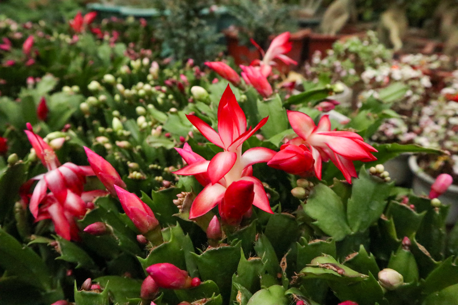 crab cactus