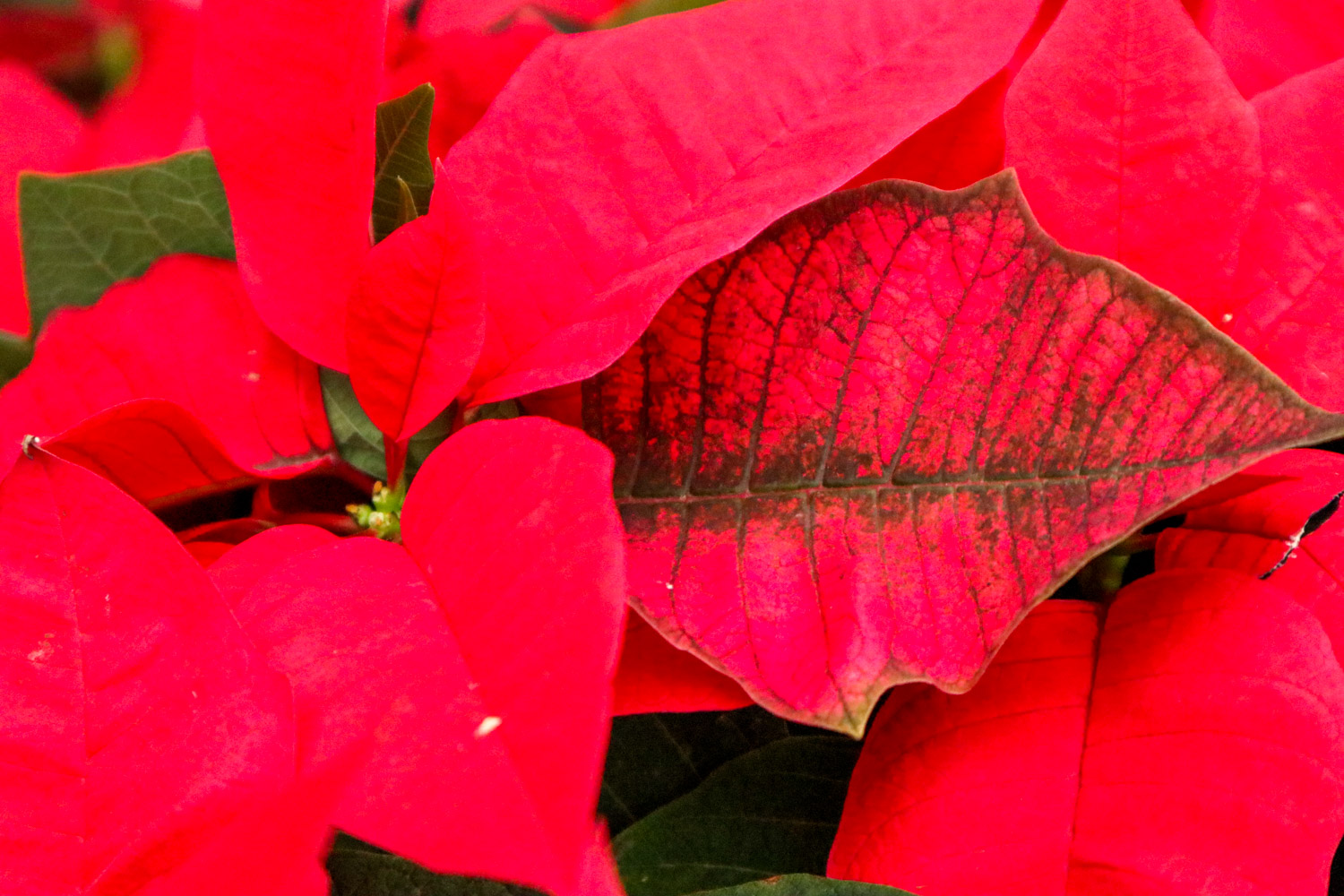 poinsettia