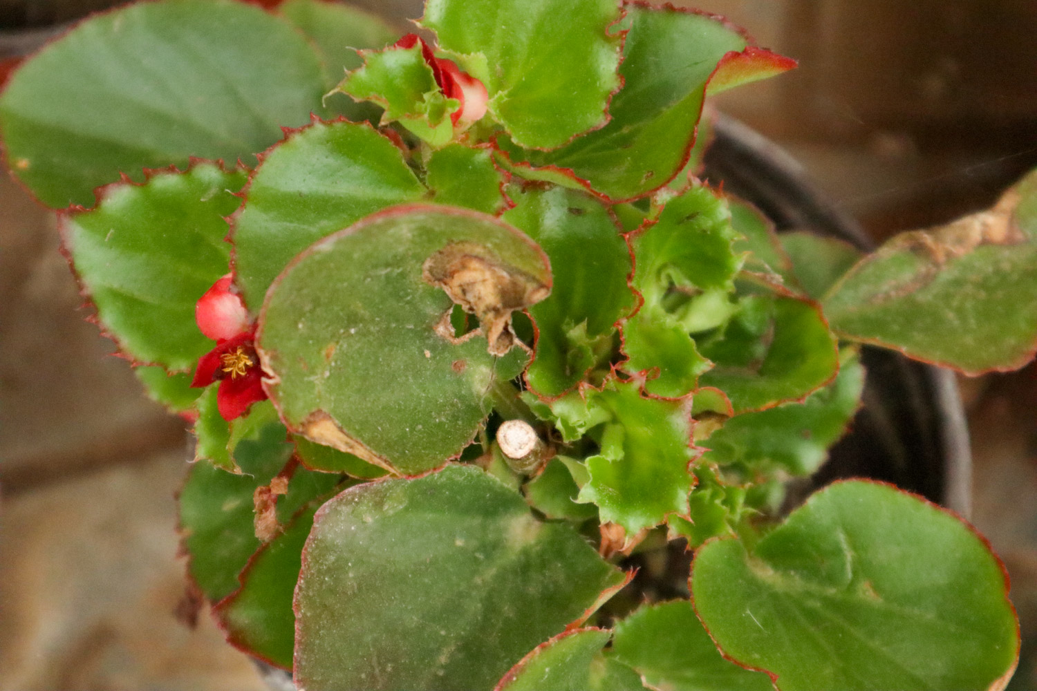 Begonia semperflorens