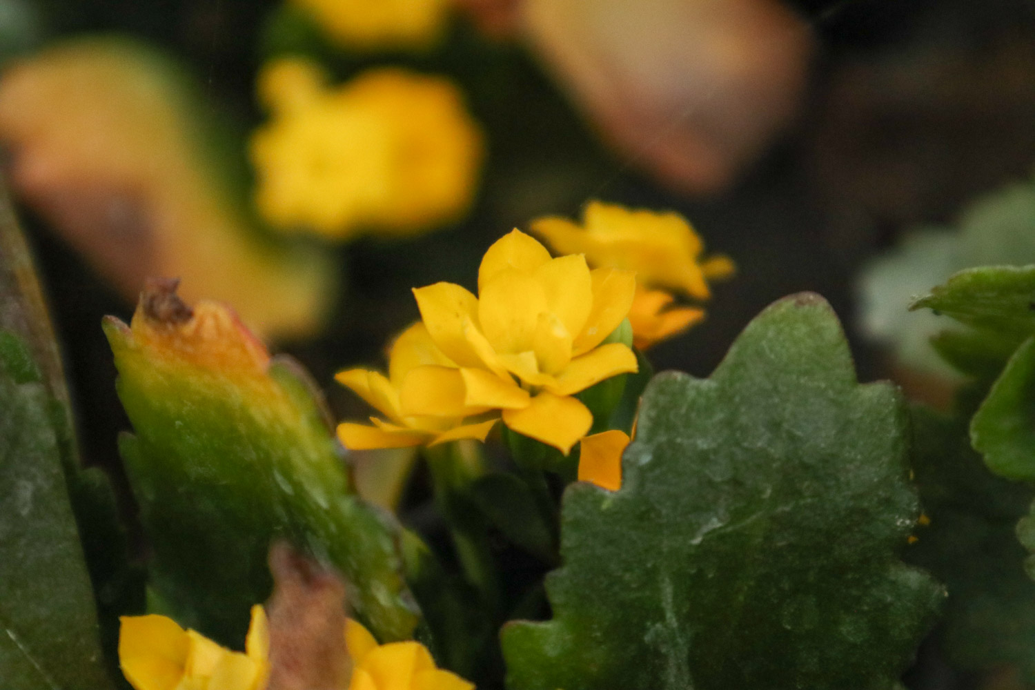 Longevity flower